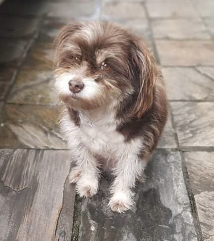 Luci, the Lhasa Apso who started it all