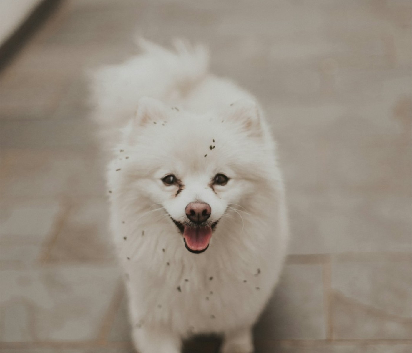 Pet care
